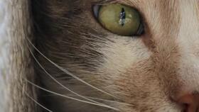 猫之城最新爆料视频网站,最新爆料视频网站带你探秘喵星人的网络世界  第2张