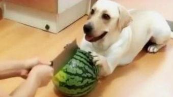 狗狗在线观看,在线观看世界奇观  第3张